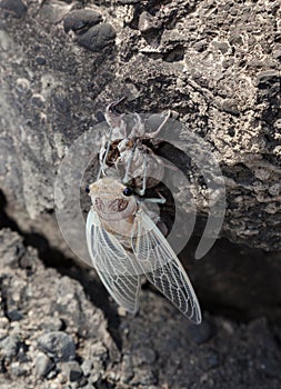 cicada emerges after hibernation photo